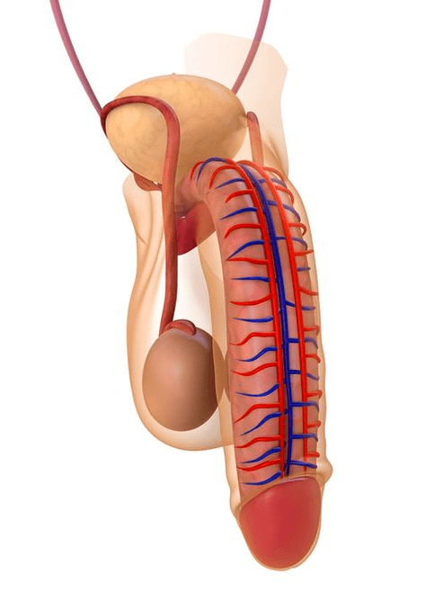 štruktúra penisu